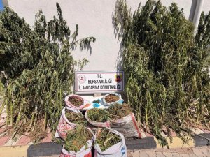 Bursa'da uyuşturucu operasyonu: 22 kilo esrar ele geçirildi