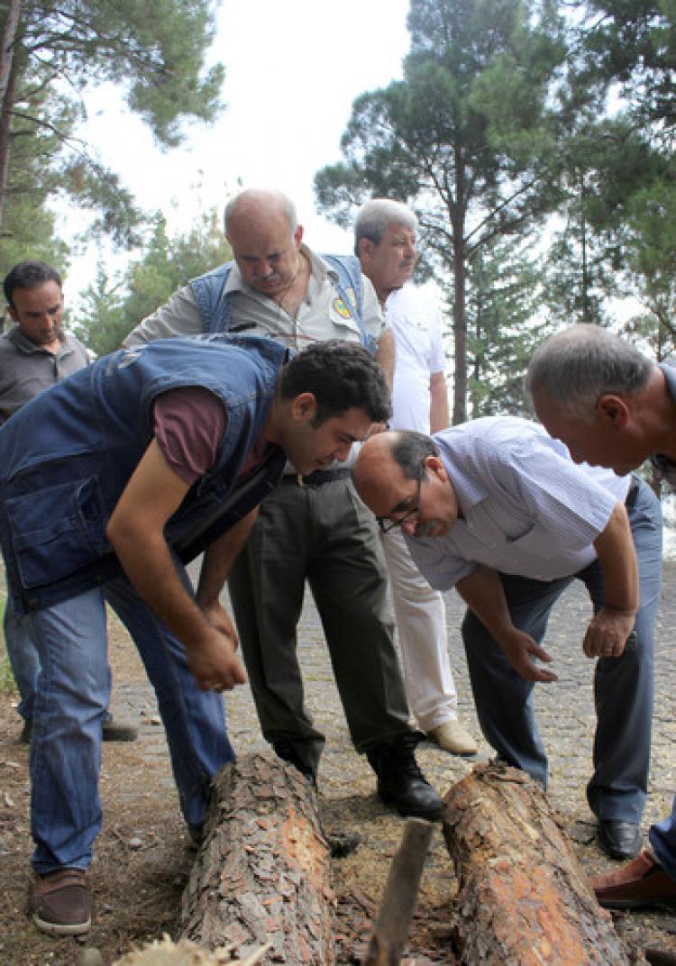 Kozan Kalesinde ki hastalıklı kızılçamlar için bioteknik mücadele başlatıldı