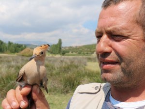 Yaralı   ibibik kuşu tedavi edilip doğaya bırakılacak