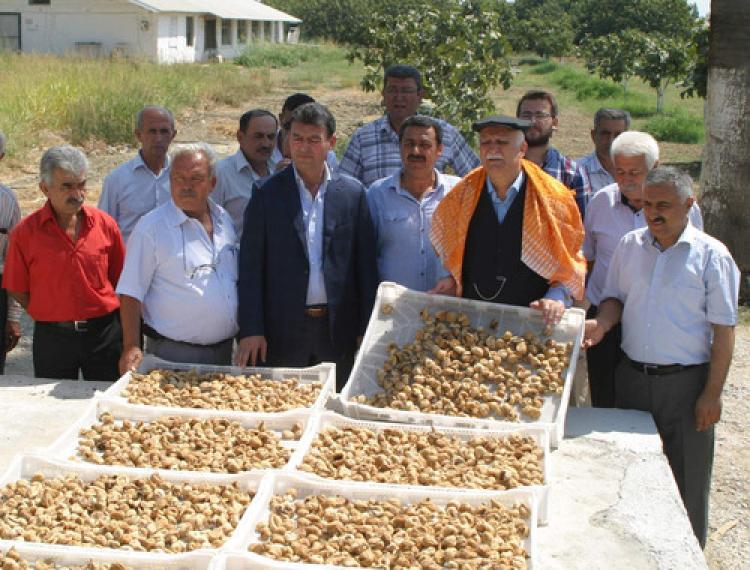 Söke Ziraat Odası Başkanı Kocabaş incirciye destek istedi
