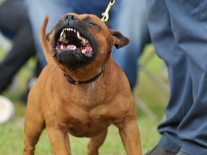 Taksim’de köpek dehşeti