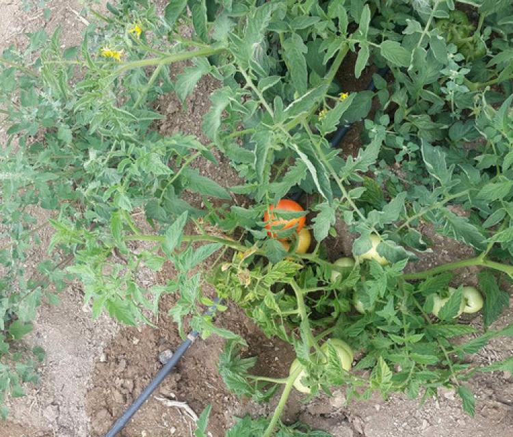 Hububat fiyatlarının düşük olması çiftçiyi alternatif ürünlerine yöneltti