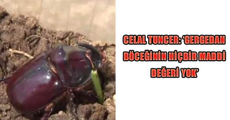 Dr. Celal Tuncer gergedan böceği hakkında konuştu