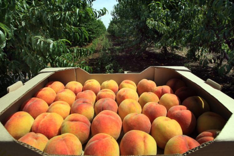 Rusya 2 günde 340 ton Avrupa gıda ürününü imha etti