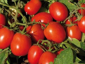 25 günde domates yetiştirdiler