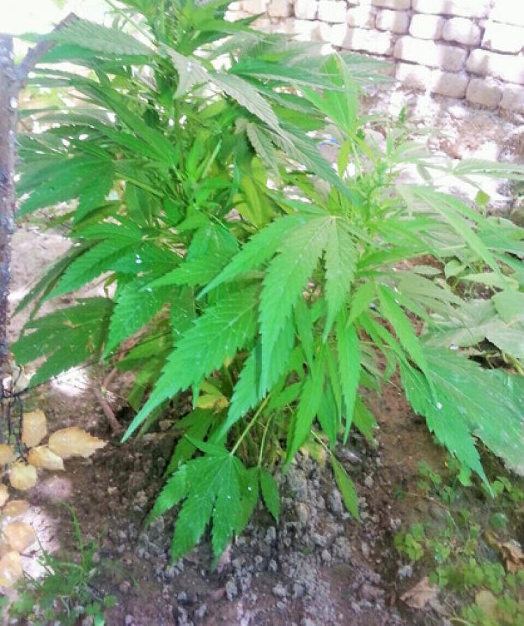 Kırşehir'de 17 kök dişi Hint keneviri ve 10 gram esrar ele geçirildi