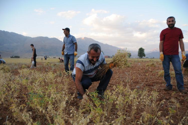 Komünist belediye hasata başladı