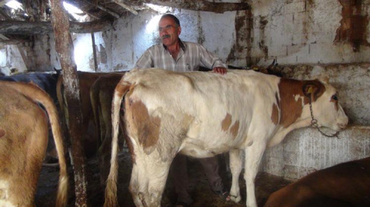 Kurbanlık fiyatları el yakacak