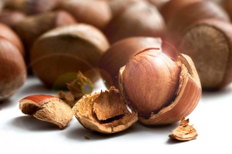 Fındığı hastalık vurdu