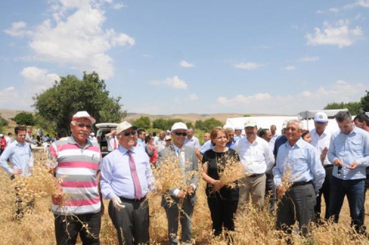 Kimyasal gübre uygulanan tarlada nohut hasadı yapıldı