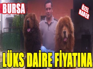 Lüks daire fiyatına