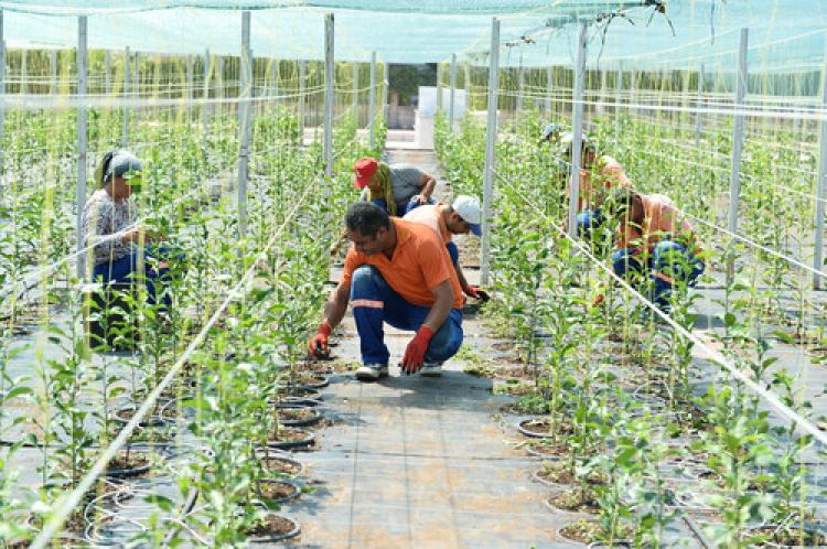 Muratpaşa'da 12 bin turunç fidanı yetiştirilecek