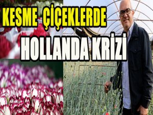 Kesme çiçeklerde Hollanda ile kriz