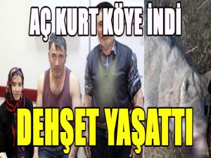 Köye inen aç kurt dehşeti