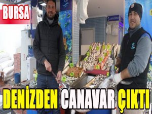 Denizden canavar çıktı