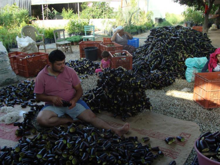 Nazilli'nin dolmalık kuru patlıcanları dünyaya ihraç ediliyor