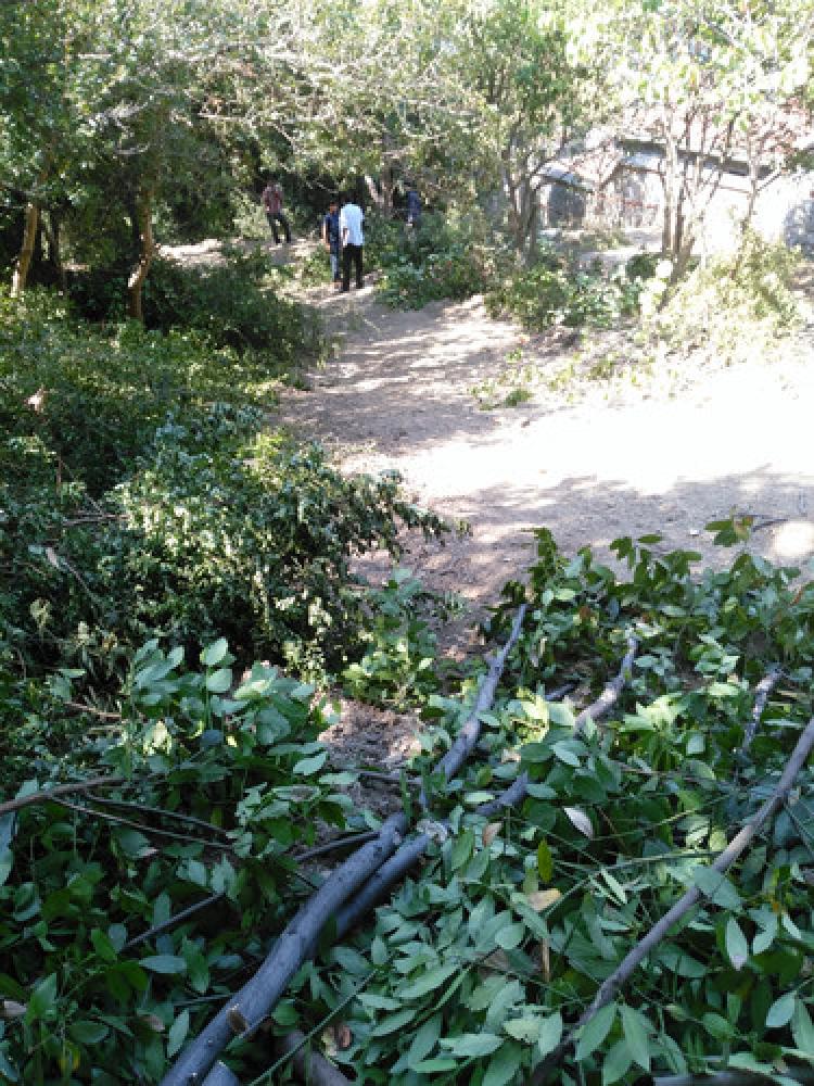 Fethipaşa korusunda yürüyüş yolu için ağaçlar kesildi
