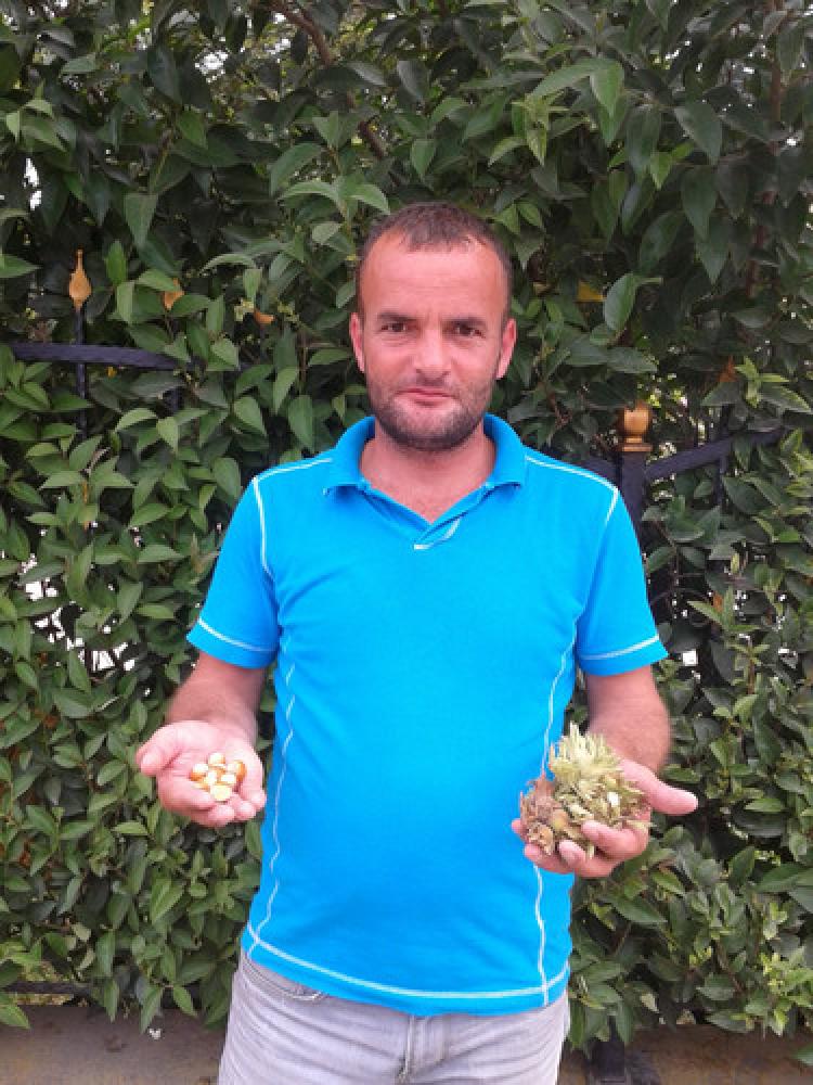 Çarşamba'da fındık hasadı başladı