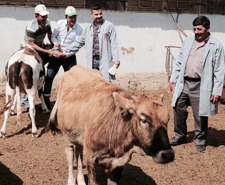 'Kurbanlık hayvan fiyatları  aynı oranda seyreder'