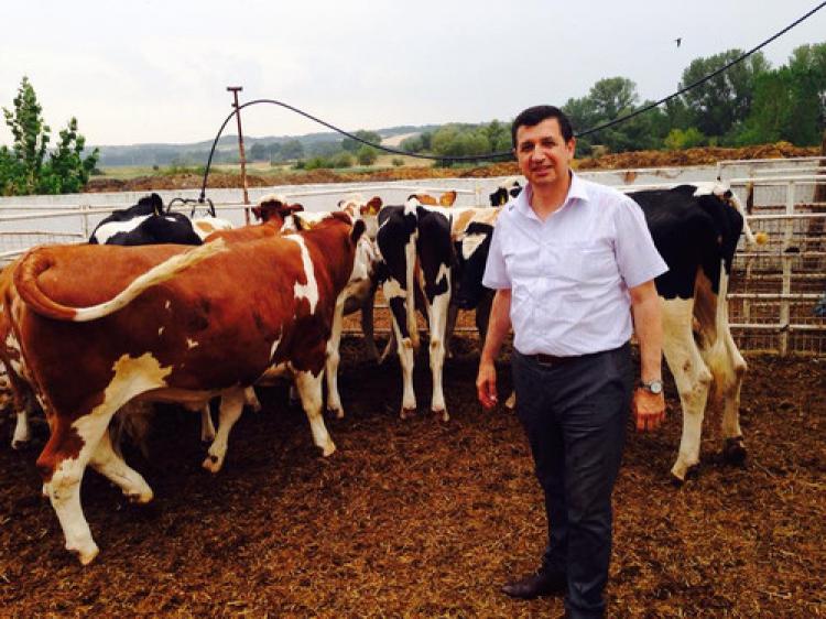 TASİŞ, gebe düveleri kesime gönderiyor