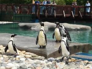 Bursa Zoo’nun yeni konukları