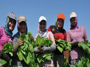 Bursa'da tütün hasadı!