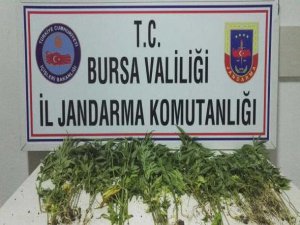 Bursa'da uyuşturucu operasyonu