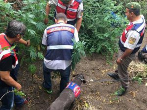 Bursa'da dronelerle tespit edildi!