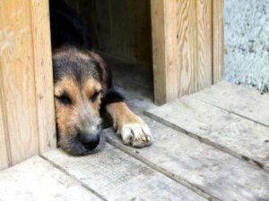 İki köpeğe işkence etti!