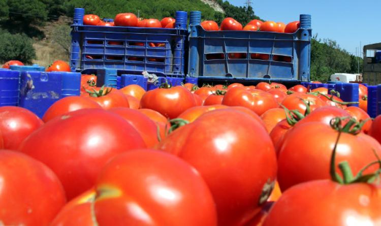 Türk domatesi Kıbrıs'ta kriz yarattı