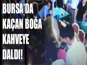 Bursa'da kaçan boğa kahveye daldı!