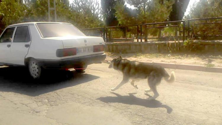 Köpeğe işkence!