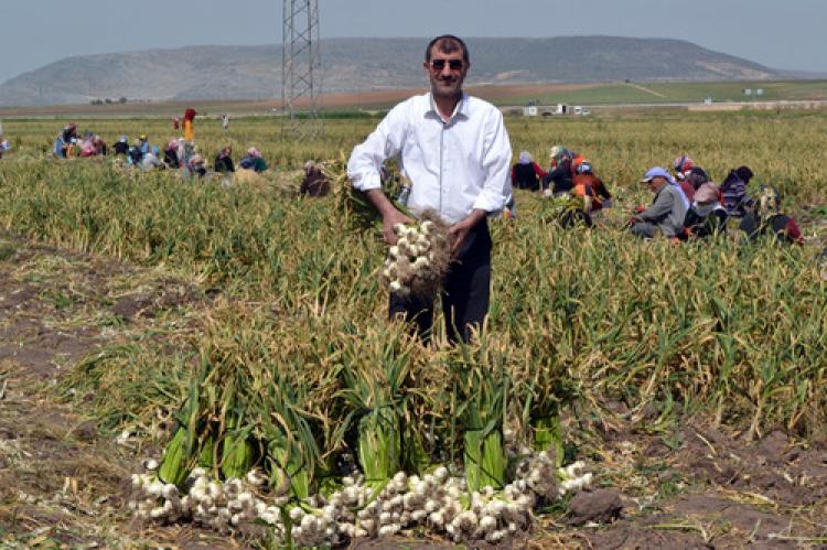 Sarımsak el yakıyor