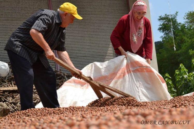 Fındık fiyatı, sezona 11,5 liradan başladı