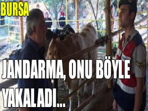 Jandarma o dolandırıcıyı yakaladı