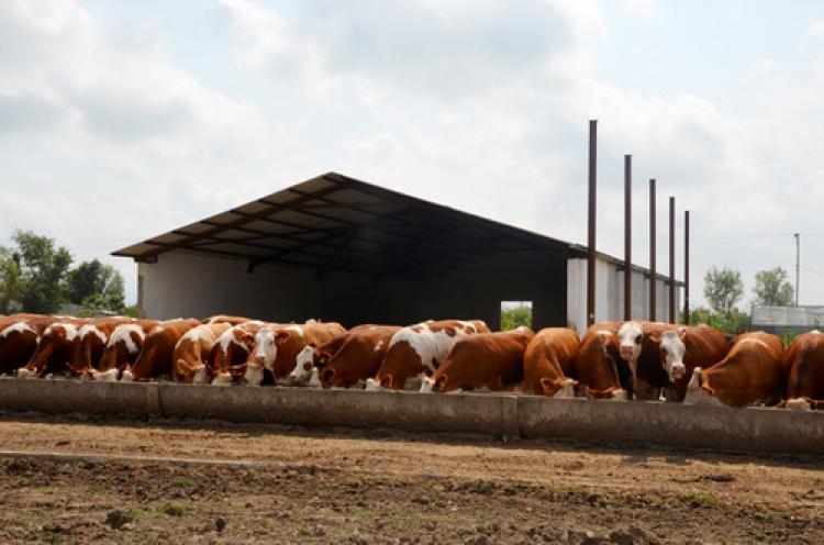 İthal edilen 50 inekten günlük bin litre süt alacak
