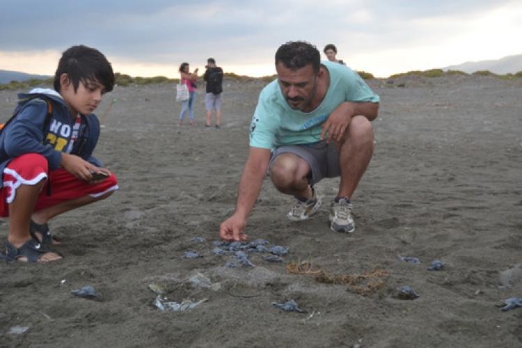 Caretta'ların uzun yolculuğu başladı