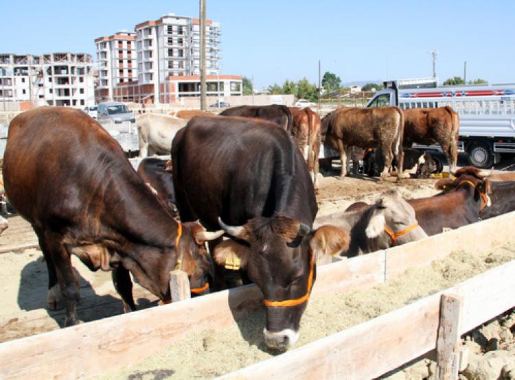 Bursa'da ilk kurbanlıklar pazara çıktı