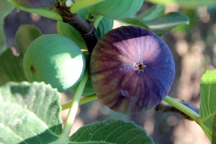 İncirde rekor fiyat artışı