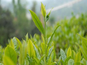 'Çay Borsası' yaş çay ve kuru çay fiyatlarını artırdı!