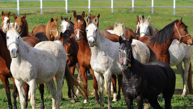 600 yıldır Bursa'da yetişiyor