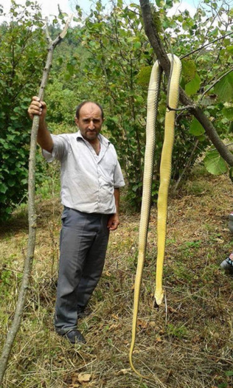 Fındık tarlasında öldürülen yılan, pitonları aratmadı.