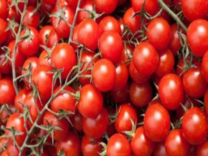 Rusya'ya Türk domates ihracatı arttırıldı