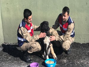 Yaralı köpeğe Mehmetçik şefkati!