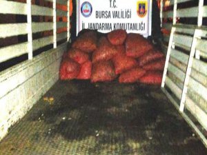 Bursa'da kaçak midye ele geçirildi!