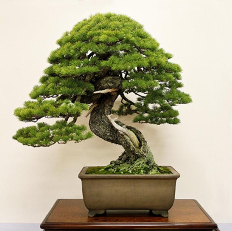 Japonlar Antalya'da bonsai bahçesi kuracak