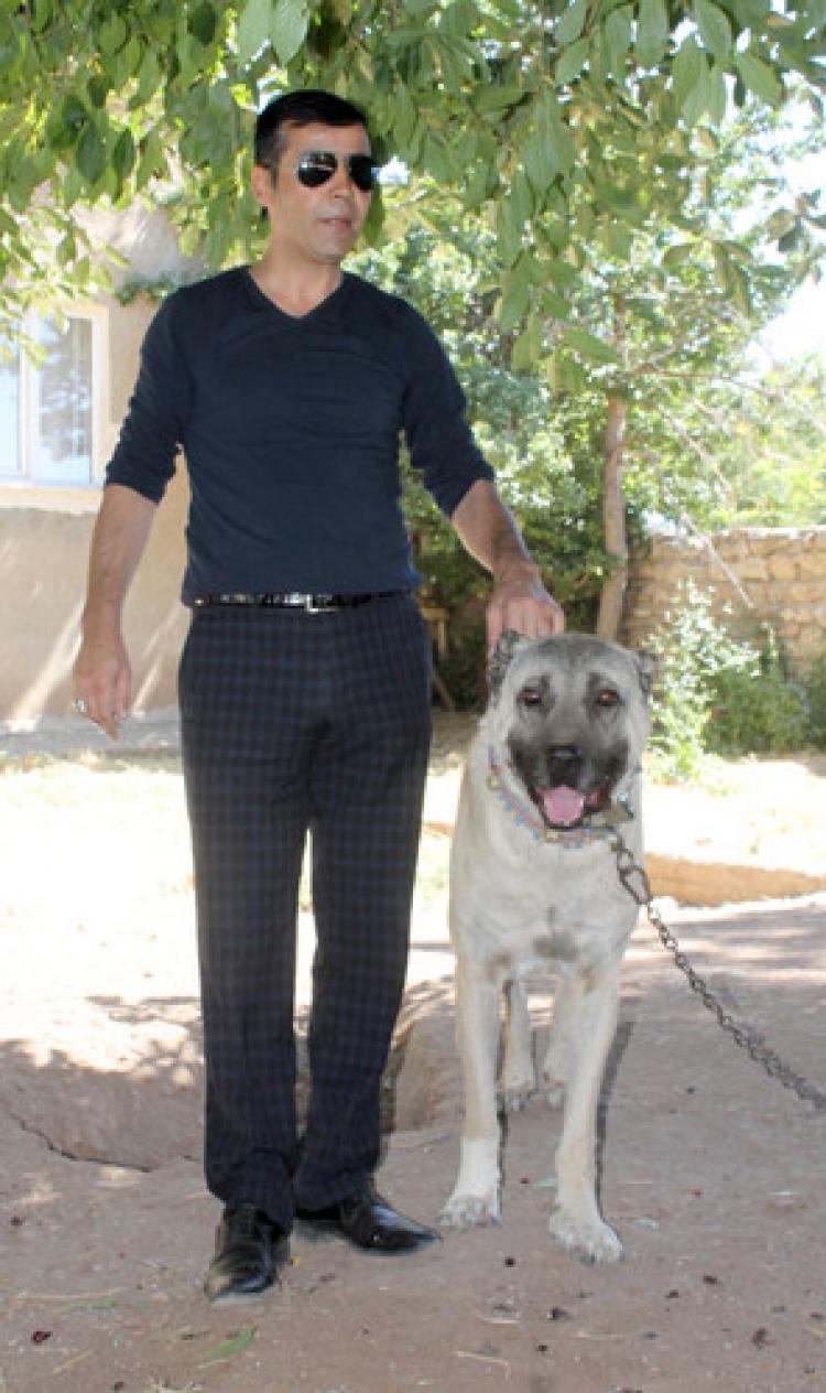 Sivaslılar, kangal köpeklerinin operasyonlarda kullanılmasını istiyor