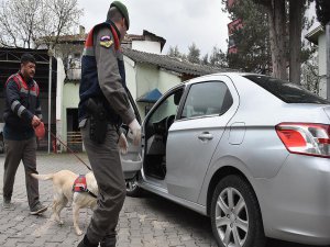 Bilecik'te 'yılan zehri' operasyonu!