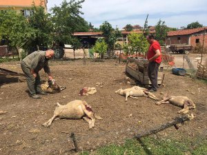 Bursa'da aç köpek dehşeti!