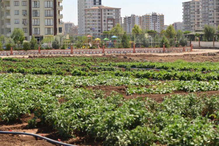 Diyarbakır’da kent bostanı ürün vermeye başladı